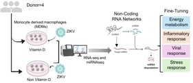 Alteration of lncRNA profiles by Vitamin D in Zika virus–infected MDMs. (a) Distribution of differentially expressed non-coding RNAs identified in ZIKV-D3-MDMs, categorized as lincRNAs, pseudogenes, antisense lncRNAs, divergent lncRNAs, miRNAs, and tRNAs. The total number of differentially expressed ncRNAs is indicated. (b) Principal component analysis (PCA) of differentially expressed lncRNAs across the four experimental conditions (MDM, D3-MDM, ZIKV-MDM, and ZIKV-D3-MDM). Each point represents a biological replicate, and the percentage of variance explained by each principal component is shown. (c) Pie chart illustrating the proportion of up-regulated, down-regulated, and unaffected lncRNAs in response to Vitamin D treatment in ZIKV-infected MDMs. (d) K-means clustering of up-regulated lncRNAs based on their normalized expression profiles across the four experimental groups. Each panel represents one cluster, and bars indicate mean relative expression values ± SEM. Representative lncRNAs for each cluster are indicated. (e) K-means clustering of down-regulated lncRNAs using the same analytical approach as in (d). (f) Summary table listing the up-regulated and down-regulated lncRNAs associated with each expression cluster identified by k-means clustering. The number of lncRNAs per cluster (n) is indicated.