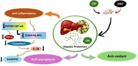 Effect of cynarin (CN), 25 and 50 mg/kg, on liver function parameters. (A) Alanine aminotransferase (ALT), (B) aspartate aminotransferase (AST), (C) lactate dehydrogenase (LDH), (D) alkaline phosphatase (ALP), and (E) total bilirubin (TBIL) serum levels in α-naphthyl isothiocyanate (ANIT)-injected mice. Data are expressed as mean ± SD (n = 5). * p < 0.05 compared to the control group; # p < 0.05 compared to the ANIT group; $ p < 0.05 compared to the CN25 + ANIT group using one-way ANOVA followed by Tukey–Kramer multiple comparisons post hoc test.