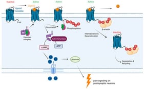 Illustration of opioid G-protein coupled receptors and second messenger pathways leading to differential pharmacological effects through activation of the G protein complex and β-arrestin. Created in BioRender. Grundmann, O. (2026). https://BioRender.com/8jmd15u (accessed on 25 February 2026).