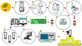 Experimental design: 1—hop production; 2–5: extraction steps (maceration, percolation, solvent removal, drying); 6: phytochemical analysis; 7: in vitro antioxidant activity evaluation; 8—emulsion preparation; 9—in vitro sun protection factor (SPF) analysis; 10—UVA protection factor; and 11—result.