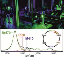 Basis of cw pump–probe TR RR experiments on BR. (A) Simplified scheme of the photocycle of BR. Spectral and kinetic data were taken from the literature [2,3]. The individual states are indicated by the commonly used notation, with the numbers referring to the absorption maxima. The photochemical and thermal reactions are characterized by the red and black arrows/symbols, respectively. The approximate lifetimes of the individual reaction steps are indicated. (B) Principle of pump–probe TR RR spectroscopy using a flowing sample with the velocity v and the pump (red) and Raman probe beam (green) separated by the distance Δs. The beam diameter, defined by the intensity drop to 
  
    1
    /
    
      
        e
      
      
        2
      
    
  
 of the maximum laser power, must be larger for the pump (dP) than for the Raman probe beam (dR).