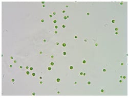 Chlorella sorokiniana (CCAP 211/8K) under a light microscope (T690C-PL-5M, AmScope, Irvine, CA, USA; 400× magnification).