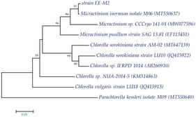 Phylogenetic tree indicating the relationship of the selected rbcL gene sequence to those retrieved from algal strains. The evolutionary history was inferred using the neighbor-joining method. The percentages of replicate trees in which the associated taxa clustered together in the bootstrap test (1000 replicates) are shown next to the branches. The tree is drawn to scale, with branch lengths in the same units as those of the evolutionary distances used to infer the phylogenetic tree. Parachlorella kessleri was used as an outgroup.
