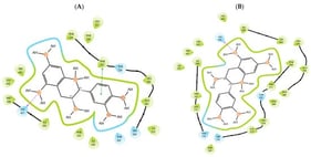 Epicatechin inside the binding pocket of (A) LXRα and (B) LXRβ. Green line was used to mark π-π interaction, while violet arrow was used for hydrogen bond.