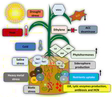On the left are some of the biotic and abiotic stresses that affect plant development. On the right are the direct and indirect mechanisms that promote plant growth, abiotic stress tolerance and biocontrol: phytohormones, P solubilization, K solubilization and nitrogen fixation, siderophore production, lytic enzyme production, induced resistance system, biocontrol of pathogens and diseases, and control of abiotic stresses. Exists an improvement in nutrition uptake and phytohormone production. The arrows shows that increase. On the other hand, ROS are decreased.