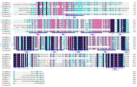 Amino acid alignment of plant AMT homologues. AMT proteins were chosen from table grape VviAMT4;1, P. persica PpeAMT3;4 and PpeAMT4;1, L. japonicus LjAMT2;1, P. trichocarpa PtrAMT4;1, O. sativa OsAMT2;1 and OsAMT4;1, and A. thaliana AtAMT2;1. The colors of black, pink, and dark green indicate identities of 100%, 85%, and the range between 45% and 70%, respectively, at the same amino acid residue. Note: TM means transmembrane region, underlined by blue lines.