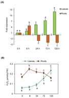 The induction of TdTrxh2 gene expression under F. graminearum infection is associated with H2O2 accumulation. (A) Expression profile of TdTrxh2 in leaves and roots of durum wheat infected by F. graminearum during 6, 24, 72, and 120 h. The expression of TdTrxh2 in leaves and roots under the control condition (without F. graminearum) was adjusted to 1. The reference gene used in the qRT-PCR reactions was TdActin. Each qRT-PCR reaction was repeated three times, and each sample was the amount of three plants per treatment. Error bars indicate standard deviation of three biological replicates. Different letters indicate significant differences (p < 0.05) between control and stressed plants. (B) Determination of H2O2 levels in leaves and roots of the inoculated durum wheat seedlings with F. graminearum during 6, 24, 72, and 120 h. Error bars indicate standard deviation of three biological replicates. Different letters in each plant tissue (leaves or roots) indicate the significant differences (p < 0.05).