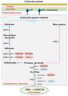 Schedule of cuticular wax synthesis. The red oval represents positive regulators of wax synthesis, while the blue oval represents negative regulators of wax synthesis. After VLCFAs are synthesized, they are mainly converted into different components of wax through two modification pathways. The blue arrows indicate the decarboxylation pathway, while the pink arrows indicate the acyl reduction pathway. Black arrows represent positive regulation, while black lines ending with a bar represent negative regulation.