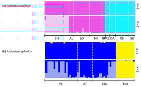 Bayesian clustering analysis of genetic structure in (a) Atalantia buxifolia and (b) A. ceylanica populations based on microsatellite loci using STRUCTURE. Each vertical bar represents an individual, and colors indicate inferred genetic clusters at K = 2 and K = 3. Population codes correspond to sampling locations listed in Table 1.