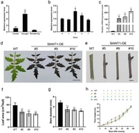 Expression patterns of SlANT1 and phenotypic characterization of SlANT1-OE tomato plants under normal growth conditions. (a) Expression levels of the SlANT1 gene in tomato seedling leaves under 15-day drought treatment and on the second day after re-watering. (b) Expression levels of the SlANT1 gene in tomato seedling leaves at different time points after treatment with 300 mM NaCl. (c) SlANT1 expression levels in WT and three independent SlANT1-OE lines (#5, #9, #10). (d–g) Morphological traits of four-week-old WT and SlANT1-OE plants: representative leaves (d), stem segments (e), leaf area (f) and stem diameter (g). Scale bars = 5 cm (d) or 1 cm (e). (h) Growth curves of WT and SlANT1-OE plants from sowing to 8 weeks. Data reflect the average ± SD (n = 3 (a–c,f,g), and 10 (h)). Asterisks indicate significant differences (* p < 0.05, ** p < 0.01, Student’s t-test). Lowercase letters in (h) mark significant variations among different SlANT1-OE lines and WT at equivalent time points (p < 0.05, ANOVA).