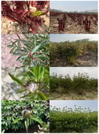 Correspondence between the nectar secretion stages and the growth phases of JXSS. Note: The period of nectar secretion is denoted by S1–S5, while the P. lactiflora growth phase is represented by P1, P3, P4, P7, and P10.