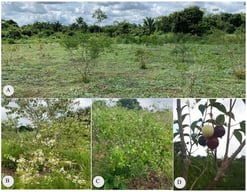 Illustrative photographs of Eugenia patrisii cultivation in the city of Marabá (Pará-Brazil), in the year 2024. (A) General view of the arrangement of individuals; (B) Flowering plant during the harvest period; (C) Individuals with fruit at different stages of ripeness; (D) Fruit at different stages of ripeness.