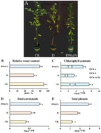 Methyl Jasmonate mitigates drought-induced inhibition of chlorophyll and preserves morphological integrity in Ilex rotunda leaves. (A) Representative images of whole plants (line 3.5 cm), (B) Relative water content (%), (C) Chlorophyll contents (mg/g), (D) Total carotenoids (mg/g), (E) Total phenols (mg/g) from Ilex rotunda subjected to three treatments: Control (CK), Drought (D), and Drought + MeJA (DMeJA). Drought stress induced severe wilting, leaf curling, and chlorosis. Data are presented as mean ± SD (n = 6). Different lowercase letters (a,b,c) indicate significant differences among treatments (p < 0.05, Duncan’s multiple range test).
