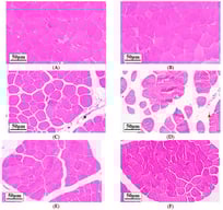 Effects of activating PPARα in vivo on breast muscle histomorphology of broilers under heat stress (×200, n = 12); (A) 28 d TN group; (B) 35 d TN group; (C) 28 d HS group; (D) 35 d HS group; (E) 28 d HSA group; (F) 35 d HSA group. Black arrow: blood vessel. Blue arrow: the intermuscular space widens. Red arrow: inflammatory cells are diffusely distributed. Abbreviation: TN: the thermal neutral group; HS: the heat stress group; HSA: the heat stress with PPARα activation group.