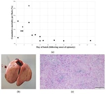 Clinical data and pathologic presentation of IBH cases. (a) Chronological representation of cumulative flock mortality of IBH outbreak (triangles represent flocks with concurrent IBDV infection). (b) Broiler liver showing a mottled surface with diffuse necrotic foci and petechial hemorrhages. (c) Histopathology of a liver sample showing multifocal areas of degeneration, inflammation, and necrosis with intranuclear inclusion bodies in hepatocytes (bar = 200 µm).
