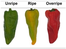 Different ripening stages of “Chile de Agua” for experiments.