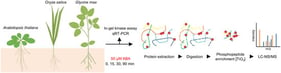Schematic overview of the experimental workflow for the phosphoproteomic analysis. Plants were grown hydroponically and treated with 50 µM ABA. Root and shoot samples were collected at 0, 15, 30, and 90 min after treatment.