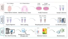 Morphological changes and autophagy protein level in the murine palatal shelves during development. (A) H&amp;E staining of mouse palatal shelves from E13.5 to E15.5, showing developmental changes. PS, palatal shelves. Scale bar: 200 μm. (B,C) Immunohistochemical staining for autophagy markers BECLIN 1 and LC3 in palatal shelves at E13.5, E14.5, and E15.5. Brownish-yellow cytoplasmic staining indicates positive cells. Scale bar: 200 μm. (D,E) Quantification of the mean optical density from the immunohistochemistry, showing expression levels of BECLIN 1 (D) and LC3 (E). The data shown here are from representative experiments with 3 biological replicates and 3 technical replicates. Mean ± SD, **** p < 0.0001.