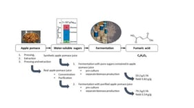 Proportions and composition of sugars in apple pomace, obtained by means of water extraction (water-soluble sugars) and two-stage acid hydrolysis (structurally bound sugars) according to Sluiter et al. [53].