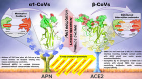 Receptor-binding motifs (RBMs) in the TGEV RBD and their role in pAPN recognition. (A) Ribbon and surface representation of the RBD (PDB ID 4F2M), with pAPN-binding motifs highlighted in magenta (RBM1), red (RBM2), and orange (RBM3). RBM residues were identified with the PISA server based on the PRCV-pAPN crystal structure (PDB ID 4F5C). Receptor-binding residues in PRCV are conserved in TGEV. Side chains of exposed Tyr and Trp residues in the RBM1 and RBM2, respectively, are shown. N-and C-terminal ends are indicated in lower case letters, and selected β-strands are labeled. N-linked glycans are omitted. (B) Alignment of alpha1-CoV RBD sequences generated with Clustal Omega (http://www.ebi.ac.uk/jdispatcher, accessed on 23 October 2025): TGEV (Q0PKZ5), CCoV-HuPn-2018 (HuPnCoV) [5], FCoV23 [7], and a canine CoV (CCoV) (Q65984). The sequence of the TGEV RBD is numbered, and β-strand positions are indicated with arrows. Residues in the two turns of the TGEV RBD β-barrel are indicated with a double T, and Cys residues forming disulfide bonds are marked with green numbers at the bottom of the alignment. Figure is prepared with ESPript 3.0 [33]. (C) Receptor-binding activity of RBD mutants in RBMs. pAPN binding was measured by flow cytometry using RBD-Fc proteins and pAPN-expressing cells (see Materials and Methods). Binding shown as the RBD-Fc protein concentration required to stain 50% of the cells (BC50), calculated from data presented in Supplementary Figure S1. Standard deviations for at least three experiments are denoted in parentheses.