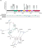 DNAH6 mutations and ATP binding residues. (A) DNAH6 mutation mapper. This illustrates the position of 19 DNAH6 mutations identified in the literature. Missense and nonsense mutations are colored in green and black, respectively. The complete content under blue block is AAA (ATPase Associated with diverse cellular Activities) (B) Three-dimensional structure of substrate-bound DNAH6. The protein-plus module generated a Ligplot showing the interaction of the phosphate moiety of ATP with the Gly2099A, Lys2102A, Gly2101A, and Ser2103A residues of DNAH6 through H-bonds. Pi-pi interactions were observed between Tyr2066A and the heterocyclic ring of ATP. The amino terminus of ATP formed H-bonds with Gln1991A and Glu1981A.