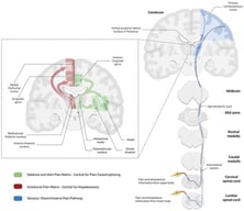 Ascending nociceptive input integration systems via different thalamic nuclei distribution of the signal.