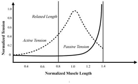 Schematic representation of passive, active, and total tensions in a muscle as a function of length, adapted from [6].