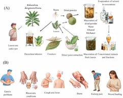 Schematic representation of the most common preparations (A) and traditional medicinal uses (B) of Kalanchoe daigremontiana leaves and roots. Figure created with illustrae.co.