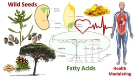Comparison of Dicot and Monocot Seed Structure. The figure illustrates the internal anatomy of a dicot seed (left) and a monocot seed (right). In the dicot seed, major structures such as the seed coat, cotyledon, hypocotyl, plumule, and radicle are shown. The monocot seed highlights the seed coat, large endosperm, cotyledon, hypocotyl, plumule, and radicle. The plumule and hypocotyl are depicted in green for clarity, while the seed shapes differ to reflect dicot (kidney-shaped) and monocot (elongated) morphology. This comparison emphasises the key anatomical differences between the two seed types.