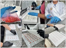 Steps for conducting germination bioassays with maize seeds. (A) Soaking the seeds in a solution containing the Ascophyllum nodosum-based biofertilizer; (B) moistening the Germitest® paper with the respective solutions (distilled water or saline solution); (C) distributing the seeds on the substrate; (D,E) organizing and spacing the seeds on the paper; and (F) rolling up the Germitest® paper for packaging and subsequent incubation in a BOD-type chamber.