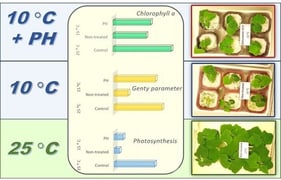 Cucumber plants grown under the following conditions (from left to right): 1—control plants grown at 25 °C, without supplementation with the PH (25 °C); 2—plants cultivated at 25 °C, with addition of Naturamin WSP (25 °C + PH); 3—stressed plants at 10 °C, without PH treatment (10 °C); 4—plants grown at 10 °C and supplemented with the biostimulant (10 °C + PH).