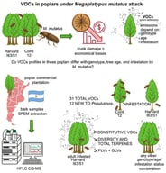 Putatively annotated VOCs detected in Populus cultivars, their assignment to chemical groups, and retention times (min). Coloured cells indicate that a given VOC was detected under our analytical conditions in the corresponding genotype × age × infestation class; white cells indicate no detection. Asterisks (*) denote putatively annotated compounds that, to our knowledge, have not been previously reported in Populus VOC profiles. GLV = green leaf volatile, and PLV = pentyl leaf volatile.