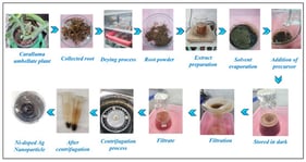 Extraction of Ni-doped Ag Nanoparticles using Caralluma umbellata root extract.