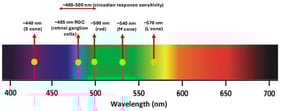 Peak sensitivity of human photoreceptors to light wavelengths, highlighting the circadian system’s heightened response to short-wavelength blue light (~460–500 nm) emitted by electronic devices.