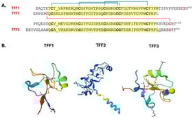 Sequence and structure of the TFF: (A) Amino acid sequence of TFF1 (60 amino acids), TFF2 (106 amino acids), and TFF3 (59 amino acids) showing the trefoil domain (highlighted yellow) and cysteine bridges (with blue lines indicating within the trefoil domain and a red line indicating outside the trefoil domain). Cysteines within the trefoil domain are shown with bold fonts, and outside the trefoil domain are shown with red font colour. (B) Crystal structures of human TFF1 (pdb_00006v1d) and TFF3 (in complex with its cognate ligand) (pdb_00006v1c) and computed structure of TFF2 (AF_AFQ03403F1).