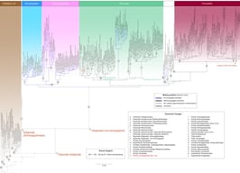 Maximum likelihood tree of astigmatid mites (Astigmata) and outgroups (Oribatida s. str.) inferred in IQ-TREE. The input phylogenetic matrix had 619 taxa and alignments of six genes (6861 sites total aligned): 18S (1675 nt), 28S (3379 nt), EF1A (363 aa), SRP54 (456 aa), HSP70 (569 aa), and COX1 (419 aa). Missing data: 6.1%. Following model selection and partition merging (-m MFP+MERGE), IQ-TREE used a three-partition scheme: TIM2+F+R7 for 18S, GTR+F+I+R8 for 28S, and Q.INSECT+R6/I for all protein-coding genes. This partition scheme was then used in the downstream maximum likelihood phylogenetic analysis with 1000 ultrafast bootstrap replicates and SH-aLRT branch tests to assess node support. A high-resolution tree is also available in Supplementary Materials (Figure S1).