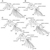 Hyoid arch, middle and left portions, ventral view, of the following: (A) Cambeva chrysornata; (B) Paracambeva mate; (C) Scleronema macanuda; (D) Trichomycterus nigricans; (E) Mauri megantoni. Larger stippling represents cartilage. BR1–9: branchiostegal rays 1–9. Arrow indicates the curved expansion in the posterior region of the posterior ceratohyal.