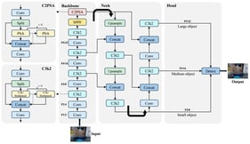 Structural layout of YOLO11n.