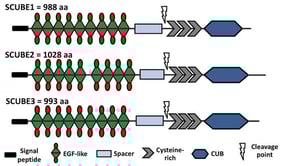Schematic structure of human SCUBE family members showing the different structural components: signal peptide, EGF-like, spacer, cysteine-rich, and CUB. The cysteine-rich region is prone to cleavage by MMP2 and MMP9.