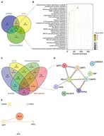 Prediction of common targets and functional analysis in 1,2-Dichloroethane (1,2-DCE)-induced toxicity and necroptosis. (A) Venn diagram showing the overlapping targets among 1,2-DCE, and its metabolites (2-chloroacetic acid (2-CA) and chloroacetaldehyde); (B) Bubble plot of the top 30 significantly enriched biological processes for the common targets of 1,2-DCE and its metabolites. Processes were ranked by the count of involved target genes (descending order). Bubble size represents the number of target genes associated with each process, and the color gradient indicates the enrichment significance; (C) Venn diagram illustrating the intersection between 1,2-DCE (and its metabolites) and necroptosis-related targets, identifying nine common targets; (D) protein–protein interaction (PPI) network of the nine common targets constructed using the STRING database. Nodes represent proteins encoded by the respective gene loci. Edges denote functional associations, which are color-coded according to the type of supporting evidence: known interactions (e.g., experimentally determined) are shown in purple, as illustrated by the interaction between RELA and aryl hydrocarbon receptor (AHR); (E) PPI network of potential targets mediating 1,2-DCE-induced necroptosis. Nodes represent proteins, and edges represent interactions. Node color intensity corresponds to its degree value (darker red indicates higher degree). RELA was identified as the hub gene with the highest degree centrality in this network.