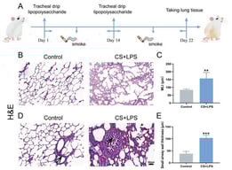 Schematic diagram of SD rat modeling and histological section analysis of lung tissue sections. (A) Schematic diagram of SD rat modeling. (B,D) H&E staining of SD rat lung tissues; blank areas represent alveoli (scale bar = 50 μm). (C) Mean alveolar diameters in different groups of lung tissues were measured and analyzed (n = 5). (E) Mean small airway wall thickness in different groups was measured and analyzed (n = 5). Results are shown as mean ± SD; ** p < 0.01, *** p < 0.001 compared with control group.