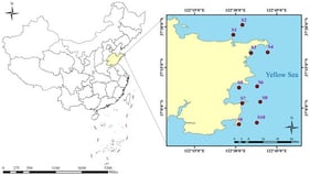 Sampling sites along the Yellow Sea coast of Shandong, China.