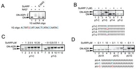 ScARP is a guanosine- and cytidine-modifying ADP-ribosyltransferase. (A–D) In vitro ADP-ribosylation activity assays were performed via polyacrylamide gel electrophoresis (denaturing conditions with 8 M urea) and stained with SYBR Gold. Non-modified oligonucleotides migrate faster than the ADP-ribosylated ones. (A) ScARP (0.1 µM) ADP-ribosylates multiple nucleotides in a single guanosine-containing oligonucleotide (ON). Enzymatically inactive mutant E164Q and absence of NAD+ were used as negative controls. (B) ScARP (1 µM) shows specificity for cytidine (C) and guanosine (G) and no activity on adenosine (A), deoxyuridine (U) or thymidine (T in the polyT backbone). (C) Incremental concentrations of ScARP assayed on single C- or G-containing ssDNA oligonucleotides (with polyT backbone). (D) ScARP is active on ssRNA containing cytidine and guanosine, but not on adenosine or uridine (backbone polyU) nucleotides. All panels show representative images from at least three independent experiments.