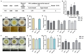 Skip plays an important role in fungal development. (A) Estimation of copy number of skip in A. flavus. The skipo and sumOo represent the initial copy numbers, and CN means copy number. (B) Expression level of skip on various development states in A. flavus (n = 3, * p < 0.05). VG, vegetative growth state; CON, conidiation state; SCR, sclerotium formation state; AFS, aflatoxin synthesis state. (C) Phenotype of WT, skip−/+ and skip-com strains on YGT media, after being grown for 7 days at 37 °C. Sclerotia were washed with 75% ethanol to remove mycelia. Sclerotia were observed at higher magnification. Bar = 0.5 cm. (D) Amount of sclerotia produced by different strains on YGT media (n = 3, ND is not detection). (E) Relative expression level of nsdC, nsdD and sclR genes (n = 3, * p < 0.05). (F) Phenotype of WT, skip−/+ and skip-com on YGT media, after being grown for 5 days at 37 °C. Microscopic observation of the conidiophores. Bar = 20 μm. (G,H) Colony diameter (G) and conidia production (H) by the different strains on YGT media (n = 5, * p < 0.05). (I) Relative expression level of abaA and brlA genes (n = 3, * p < 0.05).