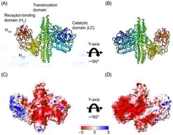 Structure and charge distribution on the surface of the BoNT/A1 holotoxin. (A) Crystal structure and domain composition of BoNT/A1 (PDB 3BTA, Lacy et al. [25]). (B) Rotational view of BoNT/A1, rotated ~180° along the y-axis relative to (A). (C) Charge distribution on the BoNT/A1 surface at pH 7.4. (D) Rotational view of BoNT/A1, rotated ~180° along the y-axis relative to (C). Negatively charged residues are colored red, positively charged residues are colored blue, and neutral residues are colored white. Abbreviations: HC—heavy chain receptor-binding domain; HCC—C-terminal part of HC; HCN—N-terminal part of HC; LC—light chain.