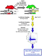 Cartoon of Cre reporter mice and their use in this study to track gene and mRNA delivery to immune cells.