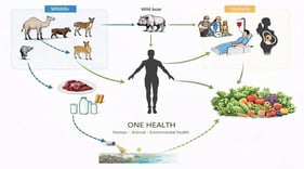 Transmission cycle of the hepatitis E virus. Legend (Geographical distribution of HEV genotypes): Genotypes 1 and 2—restricted to humans; prevalent in Asia, Africa, and Mexico. Genotype 3—zoonotic; widespread in Europe, North America, and parts of Asia. Genotype 4—zoonotic; mainly reported in East and Southeast Asia, recently also in Europe. Genotypes 5 and 6—zoonotic; identified in wild boars in Japan. Genotypes 7 and 8—zoonotic; detected in dromedary and Bactrian camels in the Middle East and Central Asia.
