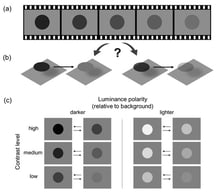 (a) Schematic depiction (not to scale) of the animation sequence used in Experiment 1. (b) Two competing interpretations of the dynamic display in (a): a change in lightness (left) versus a change in transparency (right). (c) Stimulus conditions used in Experiment 1. The luminance of the circular target either increased or decreased over time, resulting in either increasing or decreasing luminance contrast relative to the background. The left panel shows conditions where the target was darker than the background, and the right panel shows conditions where it was lighter. The three rows correspond to three levels of luminance contrast (high, medium, and low). In each cell, the pair of horizontal arrows indicates the direction of luminance change: either toward the background level (rightward arrow), resulting in decreasing contrast, or away from the background level (leftward arrow), resulting in increasing contrast. Animated demos can be viewed in Video S2.