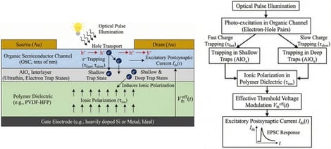 Device structure and unified physical mechanism of the optical synaptic transistor based on coupled trap and ionic dynamics.