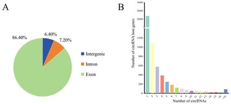 Characteristics of circRNAs in SAT. (A): Distribution of circRNAs. (B): Number of circRNA host genes.